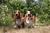BASSET HOUND 149